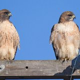 12SB9849 Red-tailed Hawk Pair